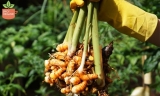 Was sind die Hauptanwendungen von Kurkuma oder Kurkuma-Curcumin?