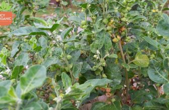 Ein Leitfaden für Ashwagandha: Ein Blog über die Aswhagandha-Rezepte und Vorteile